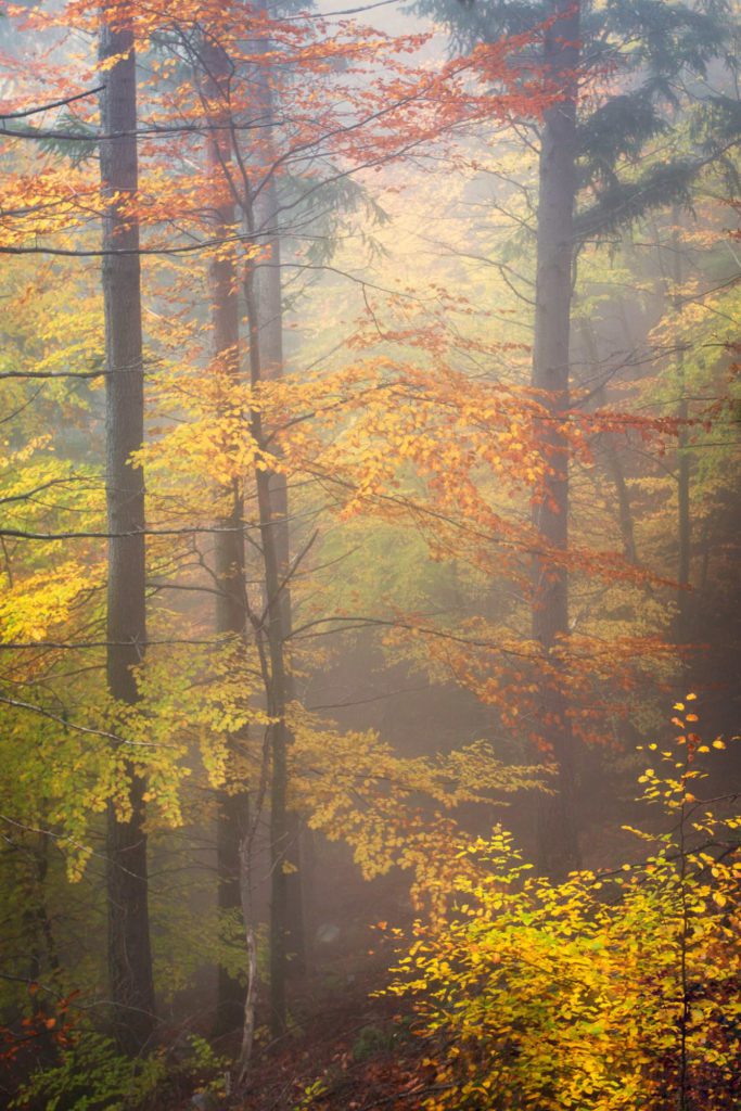 Diversidade de outuno por Marco Santos Marques, Fotografia de Paisagem