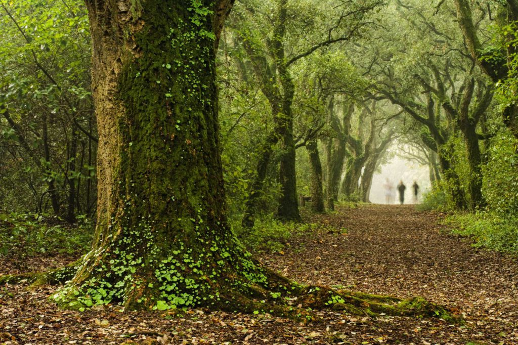 Matinha por Marco Santos Marques, Fotografia de Paisagem